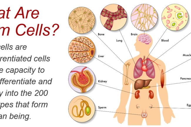 Stem Cells