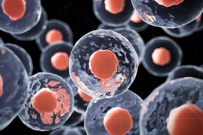 How is the Stem Cell Mechanism Done?