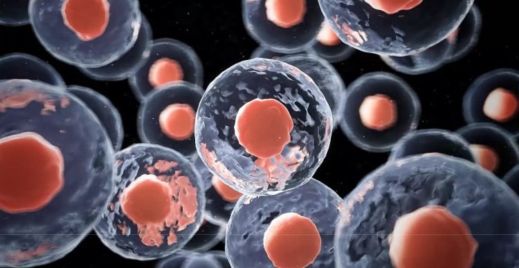 How is the Stem Cell Mechanism Done?