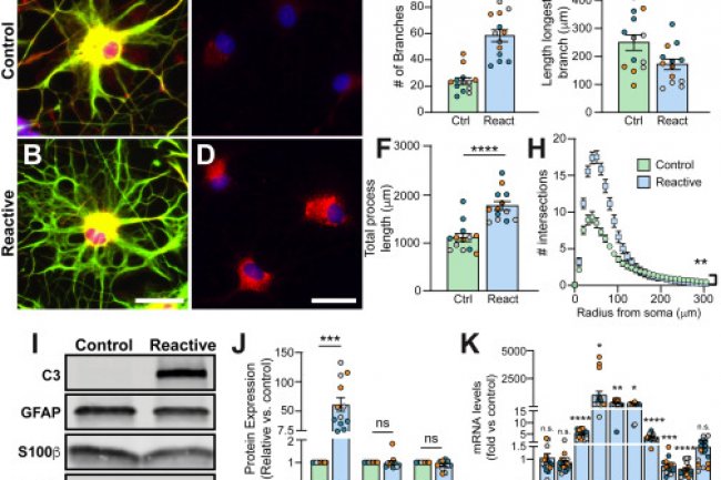Impulse initiation in engrafted pluripotent stem cell-derived cardiomyocytes can stimulate the recipient heart